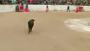 Pala tribina tokom borbe bikova: Ima žrtava, broj povrijeđenih raste VIDEO