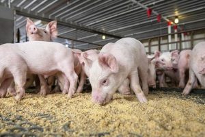 Kukuruz pojeftinio, ali meso neće: Iako žitarice koštaju manje, cijena svinjetine neće padati