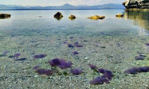 Oprez na ljetovanju: Banjalučanku u Crnoj Gori opekla medusa, evo kako je reagovala