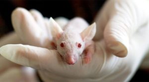 Naučnici “podmlađuju” miševe: Želimo starenje učiniti običnom bolešću