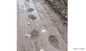 Potvrđuju brojni tragovi: Mrki medvjed šeta Motajicom