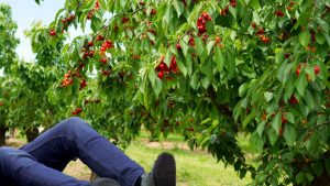 Dvojica muškaraca pala s drveta dok su brali trešnje: Jedan teško povrijeđen
