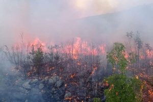Trebinjski vatrogasci na terenu: Gori nisko rastinje