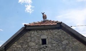 Mještani sela kod Banjaluke pričaju o neobičnom prizoru: Jare “pozira” na ivici krova štale FOTO