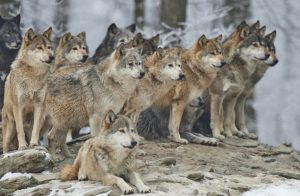 Više od 250 čopora: Povećava se populacija vukova u švajcarskim Alpama
