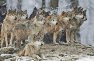 Snažniji su i veći, napadaju stoku i mještane: Vukovi haraju okolinom Knina