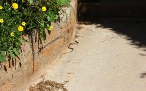 Sa privatnih i do 150 KM: Uklanjanje zmija sa javnih površina u Banjaluci besplatno