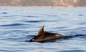 Rijetka pojava u BiH vodama: U Neumu viđeno jato delfina VIDEO