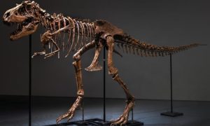 Uskoro aukcija: Kostur dinosaurusa mogao bi biti prodat za osam miliona franaka