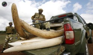 Krivolov se nastavlja: Zaplijenjene slonovske kljove, rogovi nosoroga, tigrove kosti…