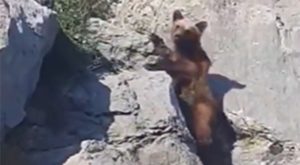 Vozači u šoku: Medvjed na magistralnom putu Pale-Sarajevo VIDEO