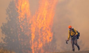 Požari nastavljaju divljati: Vatra uništila gotovo 60.000 hektara šume