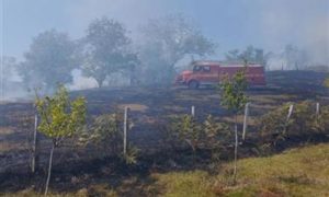 Pričinjena velika šteta na voćnjacima: Savladan požar u selu Cikote