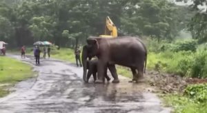 Nakon što je pala u nesvijest spašavajući mladunče: Veterinari oživjeli slonicu VIDEO