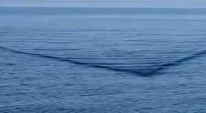 Zastrašujući video: Turisti snimili morskog psa dugog šest metara
