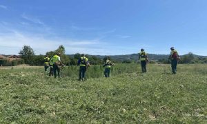 Alergena biljka koja mnogima smeta: Počelo košenje ambrozije u Banjaluci