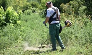 Akcija uklanjanja ambrozije privodi se kraju: Do sada pokošeno preko 60.000 kvadrata