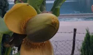Velike vrućine učinile svoje: Rodila banana kod Konjica VIDEO