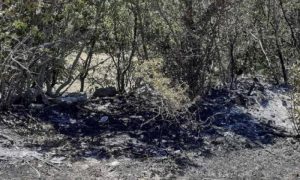 Gorjela trava, nisko rastinje i mješovita šuma: Požar kod Dubrovnika pod kontrolom