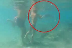 Mnogi u strahu od ajkula: Dječak napadnut u vodi u Hurgadi dok je njegov djed hranio ribe VIDEO