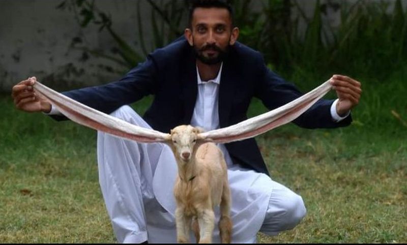 Dugouho jare Simba postalo zvijezda u Pakistanu VIDEO