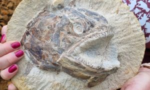 Utisnut u komad krečnjaka: Otkriven istaknuti primjerak fosila ribe