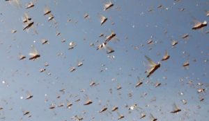Klima pogoduje insektima! Naučnici upozoravaju: Evropi prijete tropske bolesti