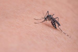 Stručnjaci upozoravaju: U Evropi sve više komaraca koji prenose viruse denga i čikungunje