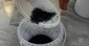 Eksperiment u Hrvatskoj: Uvoze na desetine hiljada komaraca iz Italije i puštaju ih u Istri