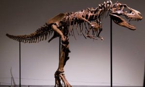 Kostur dinosaurusa po prvi put na aukciji: Očekuje se cijena između pet i osam miliona dolara