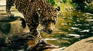 Incident u Zoo vrtu u Srbiji: Leopard rastrgao ženku, piton pojeo majmuna