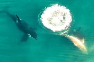 Orke prvi put snimljene kako ubijaju veliku bijelu ajkulu: U vodi tragovi krvi VIDEO