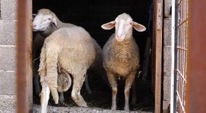 Nanijeli značajnu materijalnu štetu domaćinstvima: Psi lutalice zaklali šest ovaca