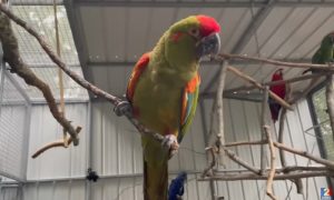 Nestašni papagaj: Kljunom otvorio kavez i pustio kengura na slobodu VIDEO