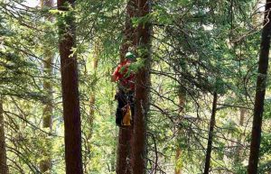 Akcijom GSS-a spasen pilot paraglajdera koji je zapeo na drvetu