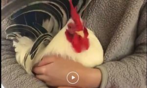 Ljubav čovjeka i životinje: Pogledajte koliko ovaj pijetao obožava svoju vlasnicu VIDEO