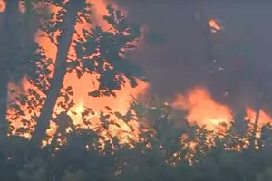 Vatra “guta” velika stabla: I dalje gori na području Konjica i Čapljine