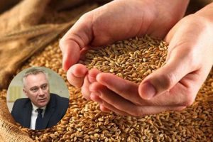 Pašalić: U Srpskoj prinos pšenice po hektaru pet tona