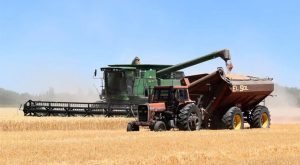 Završena žetva pšenice: Prinos od tri do pet i po tona po hektaru