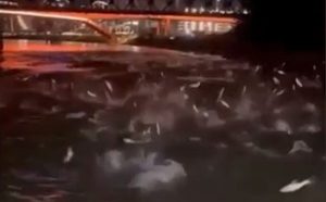 Neobična pojava u Beogradu: Nestašne ribe „plešu“ na Savi VIDEO
