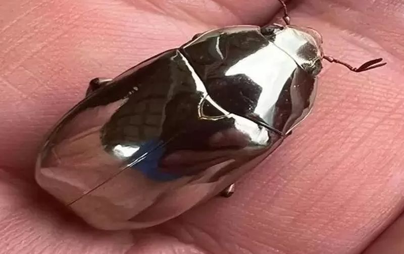 Chrysina limbata Archives | BL Portal