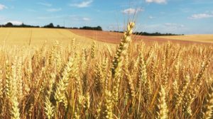 Kako bi umirila poljoprivrednike: EU uvodi carine na uvoz ruskog žita?