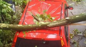 Jako nevrijeme pogodilo Kikindu: Obaralo drveće, stablo palo na auto, ulice pod vodom VIDEO