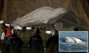 Uprkos spasilačkoj operaciji: Uginuo bijeli kit beluga u Francuskoj