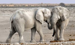 Posebno stvorenje: Rijedak primjerak bijelog slona rođen u Mjanmaru