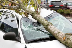 Vozila parkirana u Ulici Svetog Save: Palo drvo, četiri automobila oštećena