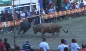 Korida izmakla kontroli: Bikovi Žuja i Brijezonja napravili haos VIDEO