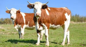 Velika materijalna šteta: Ukrali krave sa ispaše