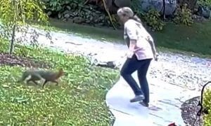 Vriska i borba: Bijesna lisica napala ženu u dvorištu VIDEO