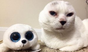 Nova zvijezda Instagrama: Neobični mačak bez ušiju FOTO
